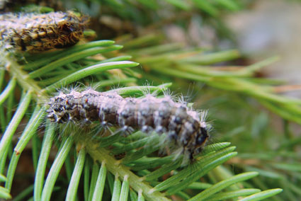 stadio larvale di Lymantria monacha