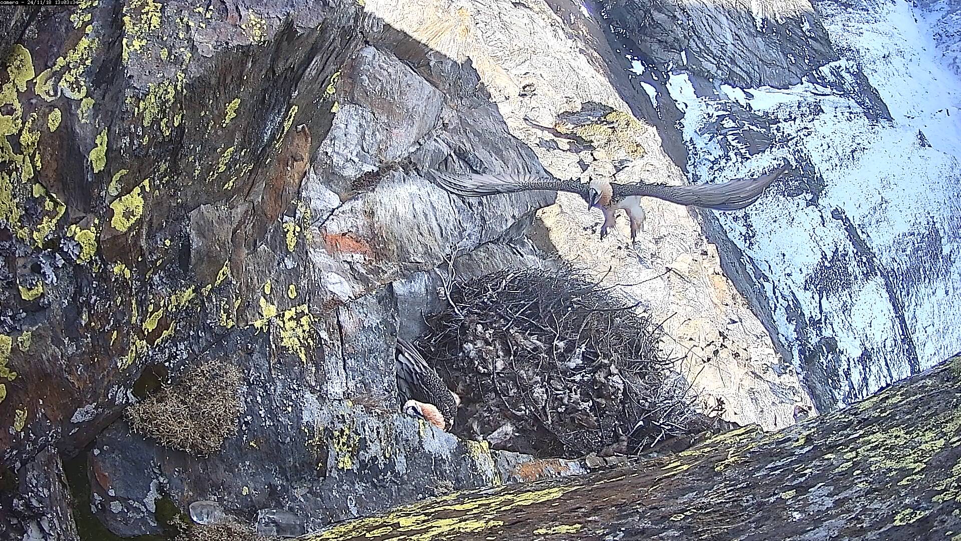 foto nido gipeto valsavarenche parco nazionale gran paradiso