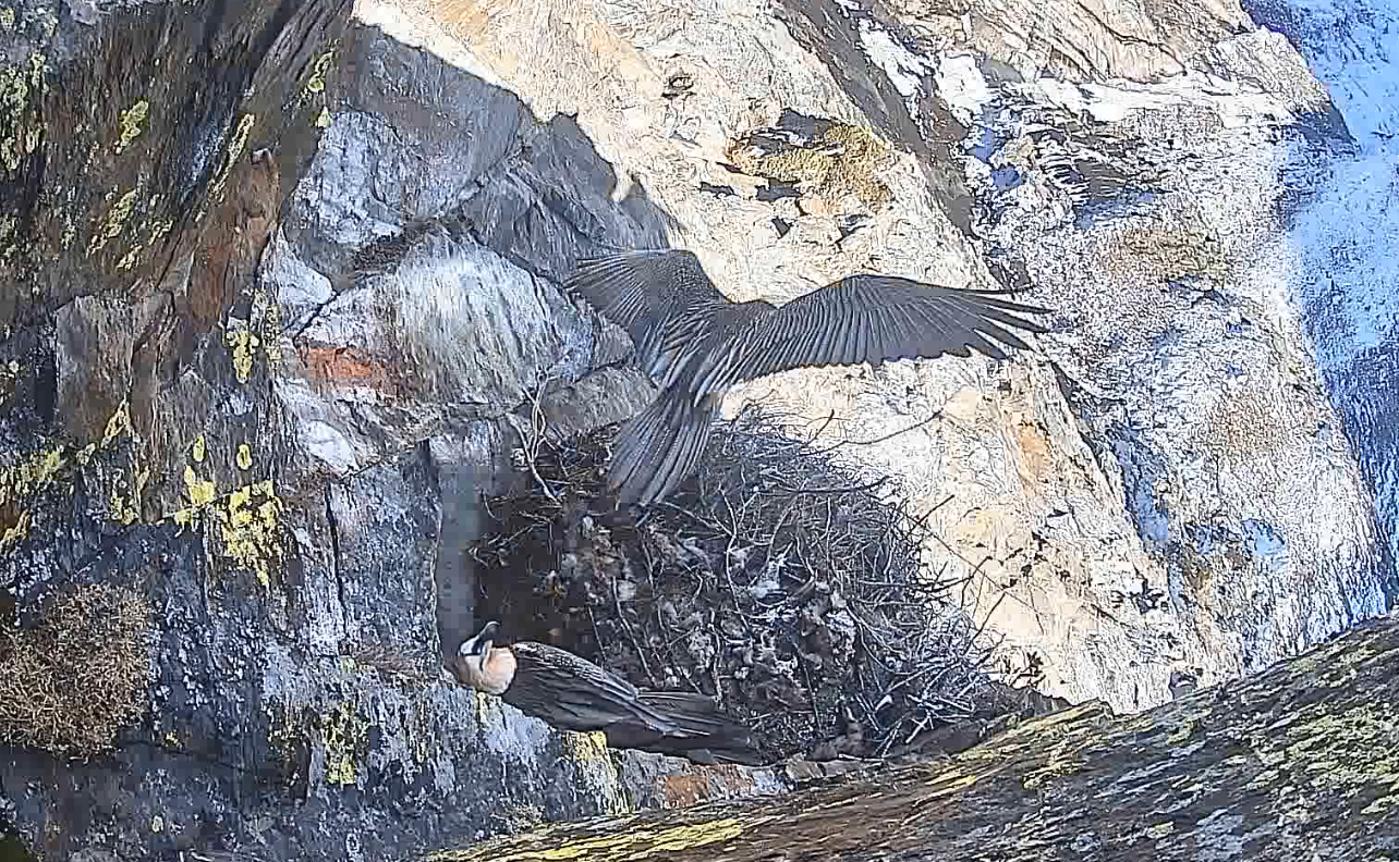 foto nido gipeto valsavarenche parco nazionale gran paradiso