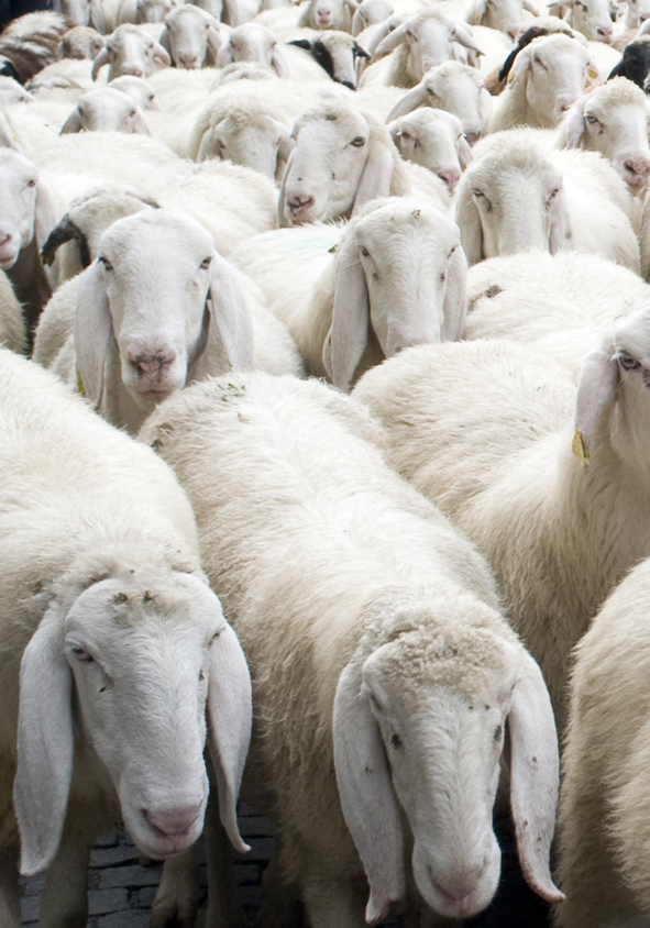 Festa della Transumanza - pecore