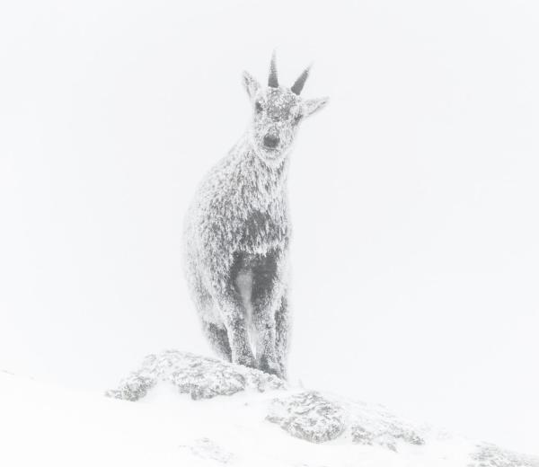 The ice ibex - foto di Luca Melcarne