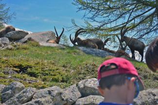  Safari alpino famiglie - escursioni con le guide di NaturAlp