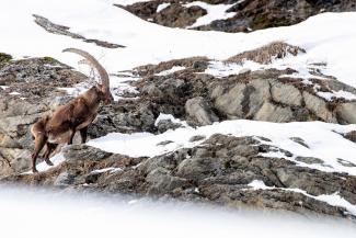 Fotografare la fauna invernale in Valsavarenche