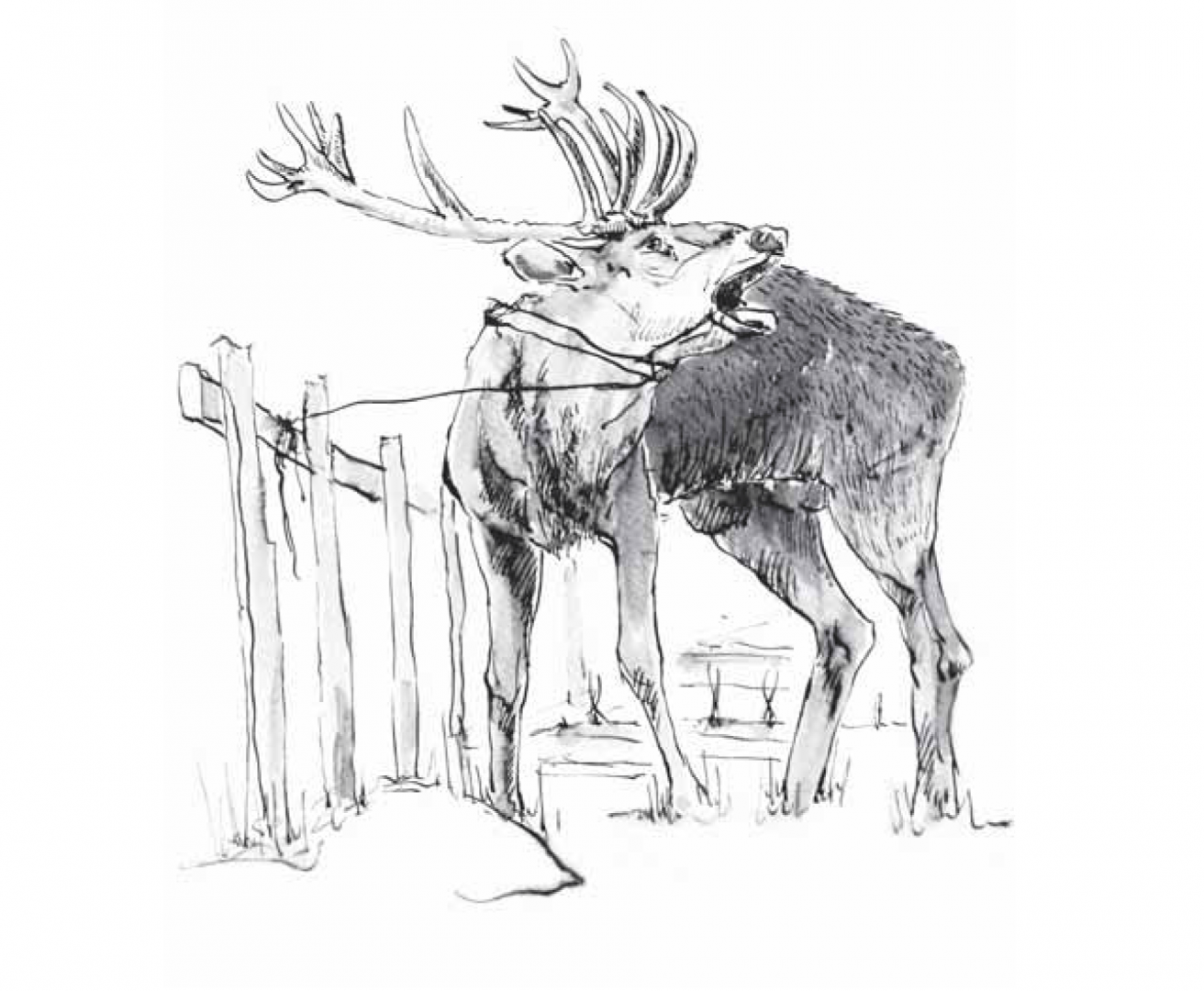 fiaba del mese aprile 2017 cervo