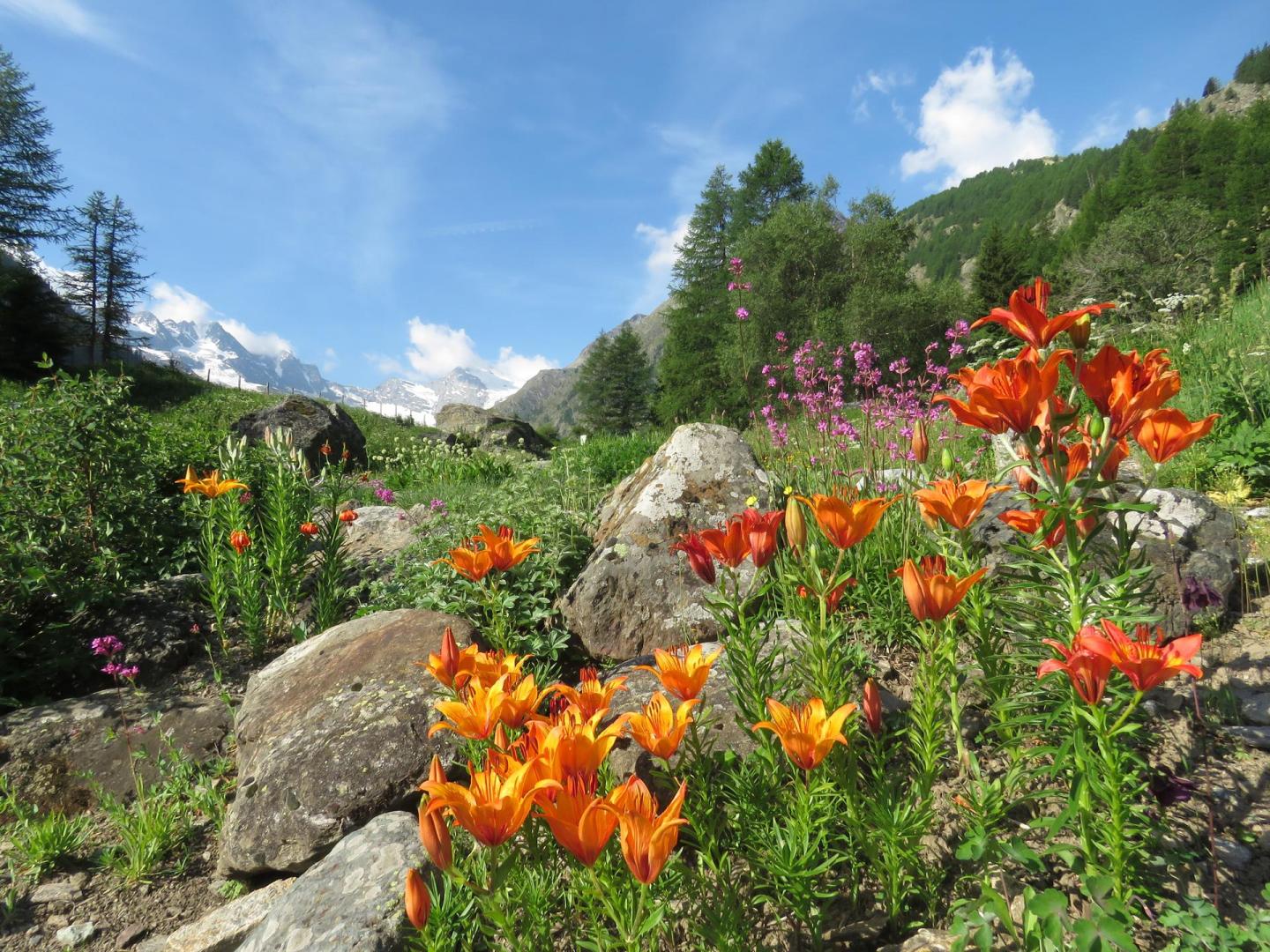 Giardino Botanico Alpino Paradisia - Foto FGP