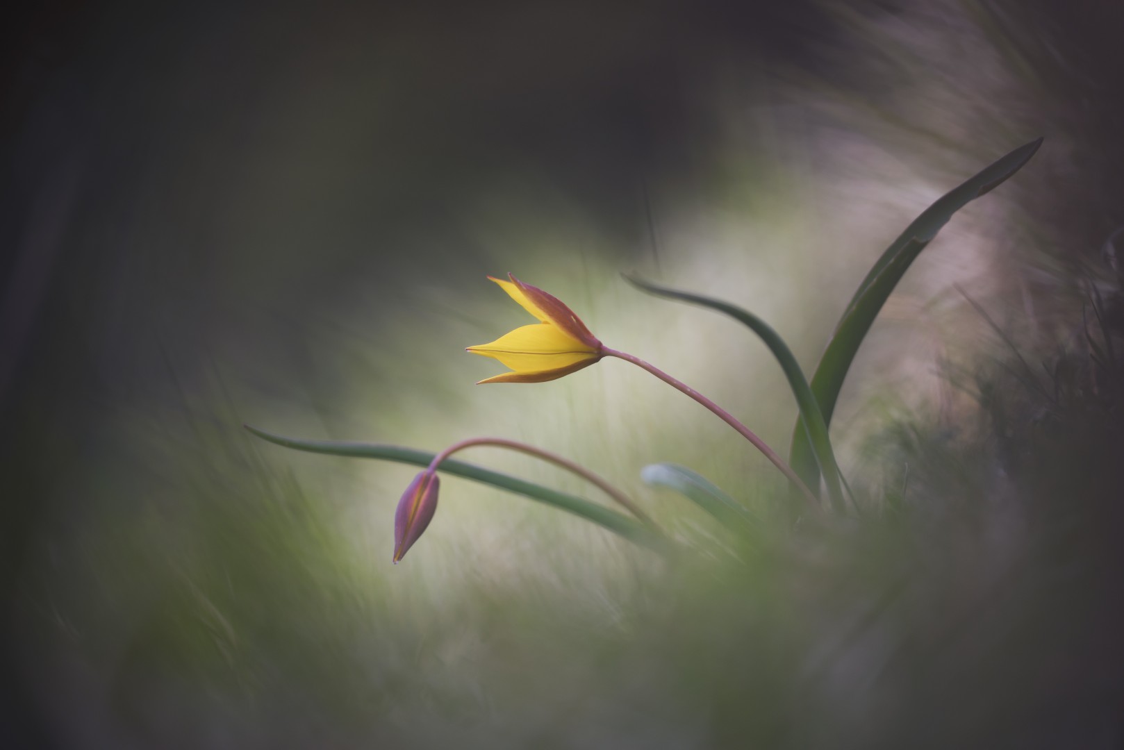 3° assoluto_Lorenzo_Shoubridge_tulipano di montagna