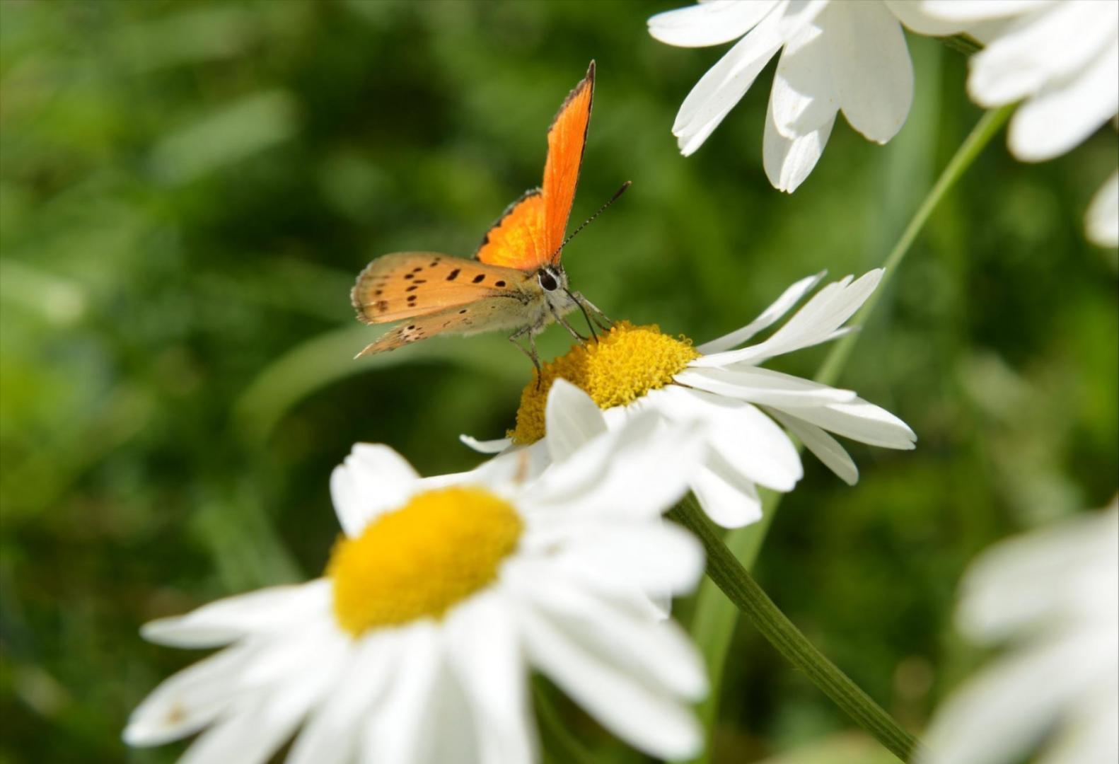 Farfalla su fiore - Foto FGP