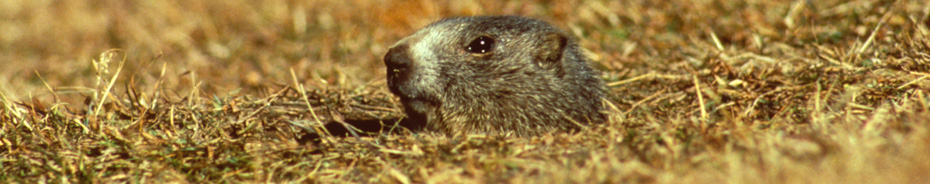 Are you looking at me?