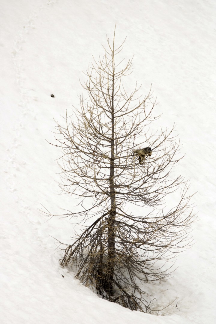 marmotta albero neve