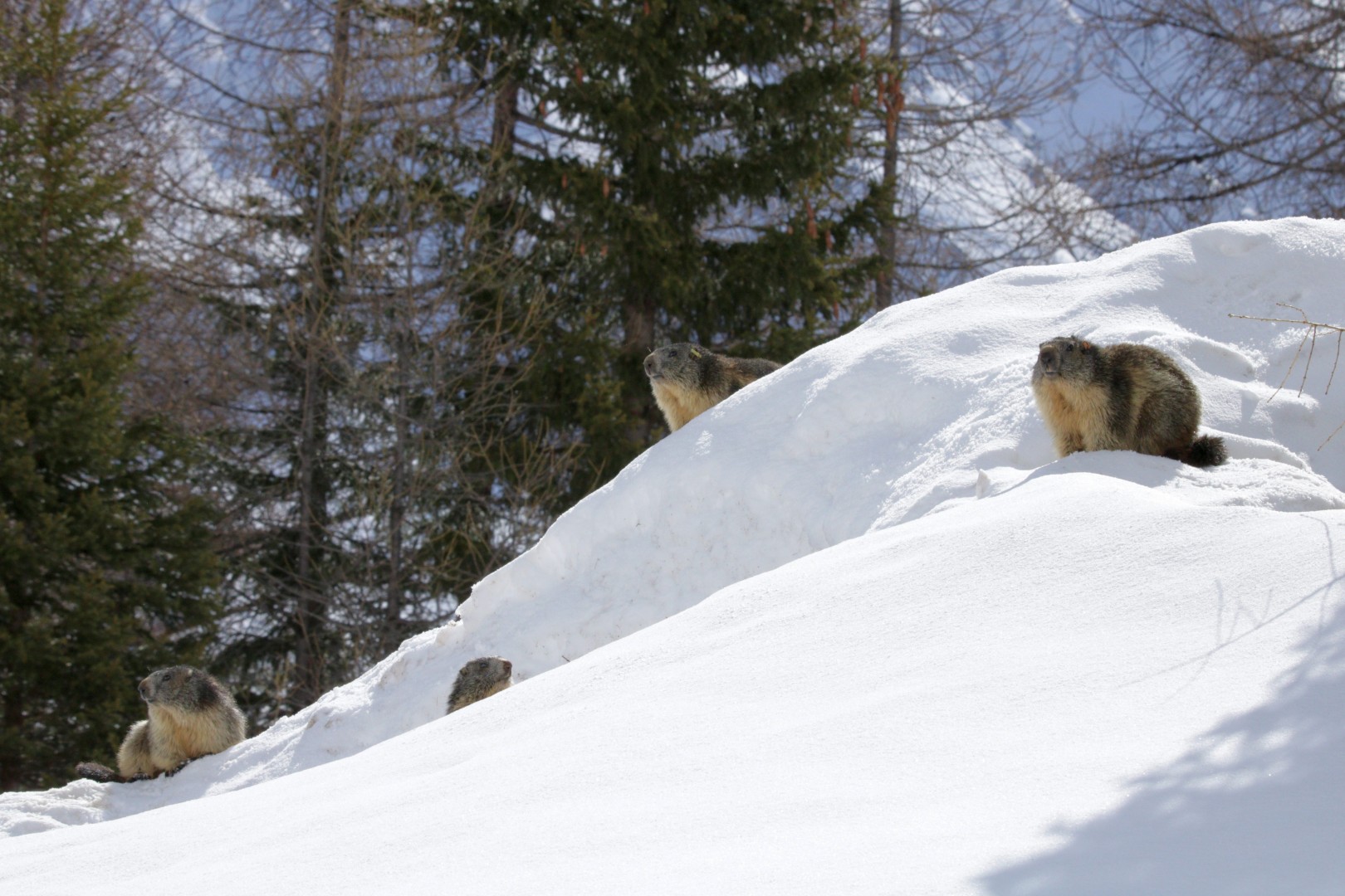 marmotta fuori dalla tana