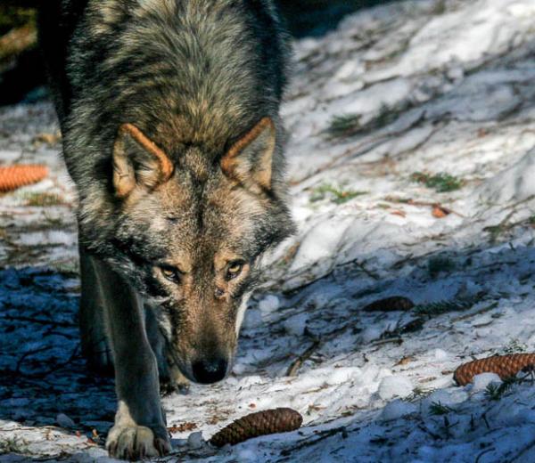 Lupo in Valle d'Aosta - Una giornata con il ricercatore