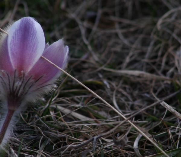 Il risveglio della natura con Guide Trek Alps