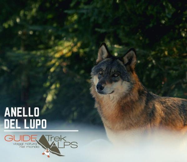 Anello del lupo con Guide Trek Alps
