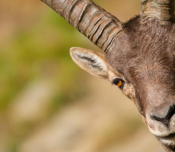 Safari alpino - escursioni con le guide di NaturAlp