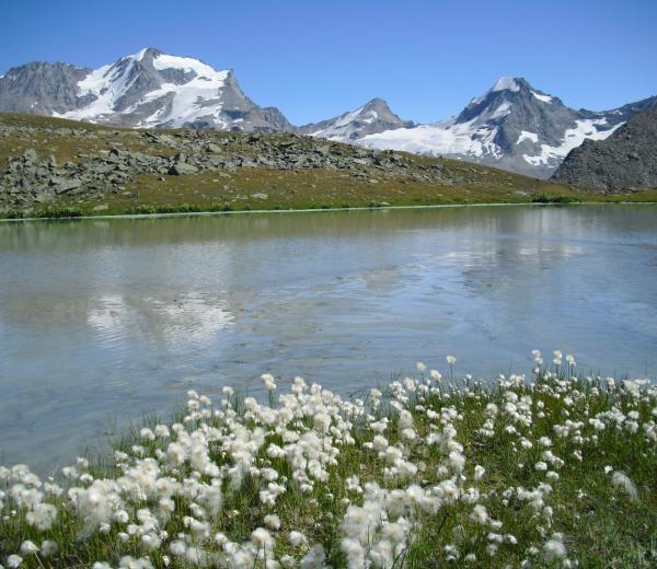 Into the Wild: Paradiso selvaggio