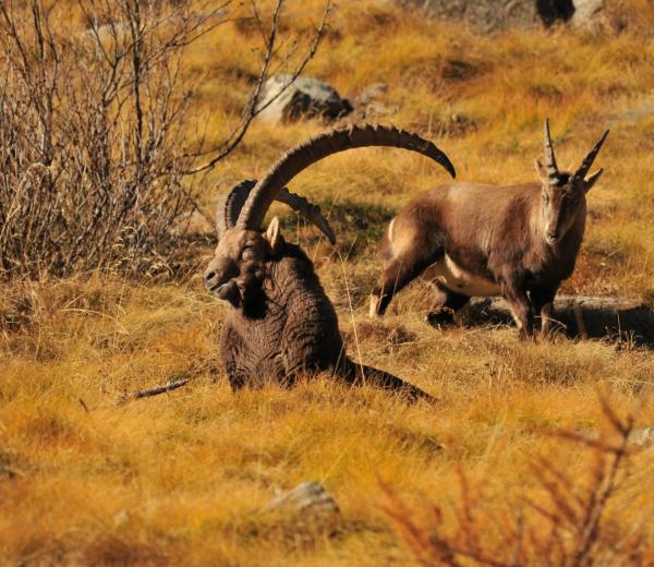 Autunno in quota - escursione a Pian Borgno