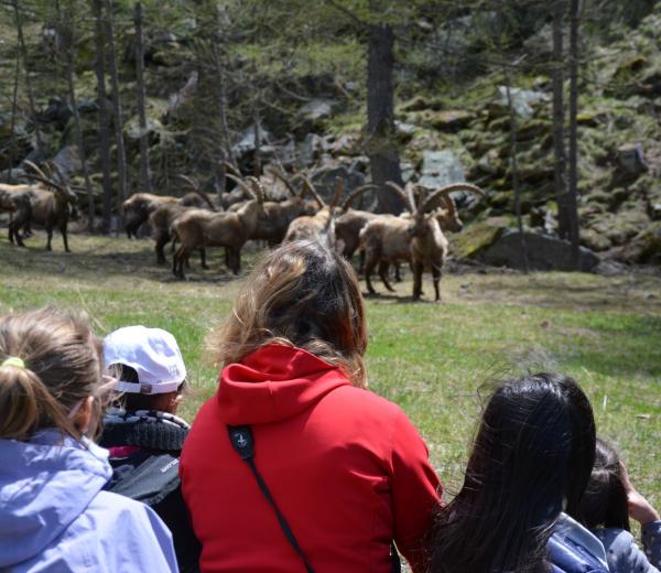 Safari alpino famiglie - escursioni con le guide di NaturAlp