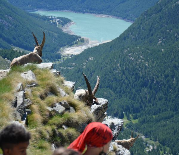 Safari alpino famiglie - passeggiate avvistamento animali con le guide di NaturAlp