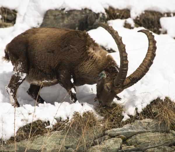 Stambecco (Dario De Siena)