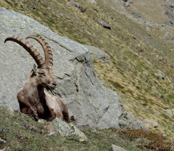 Escursione sulle tracce dello stambecco