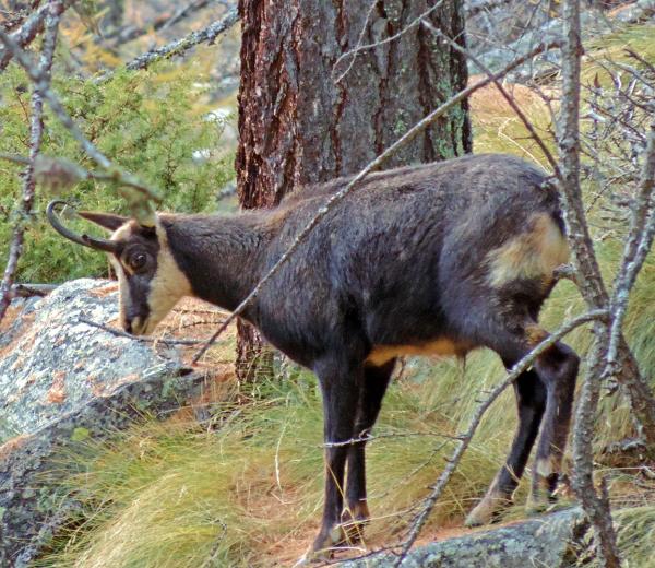 Autunno d'Amore: gli animali del Gran Paradiso alle soglie dell'inverno