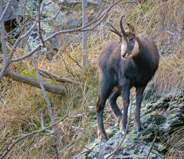 Camoscio - Storie di Uomini e di Montagne il Vallone del Roc