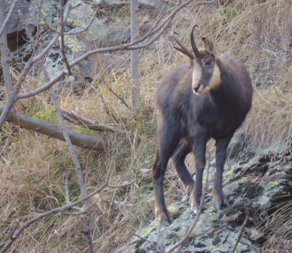 Storie di Uomini e di Montagne: il Vallone del Roc
