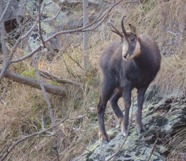 Storie di uomini e di montagne: il vallone del Roc