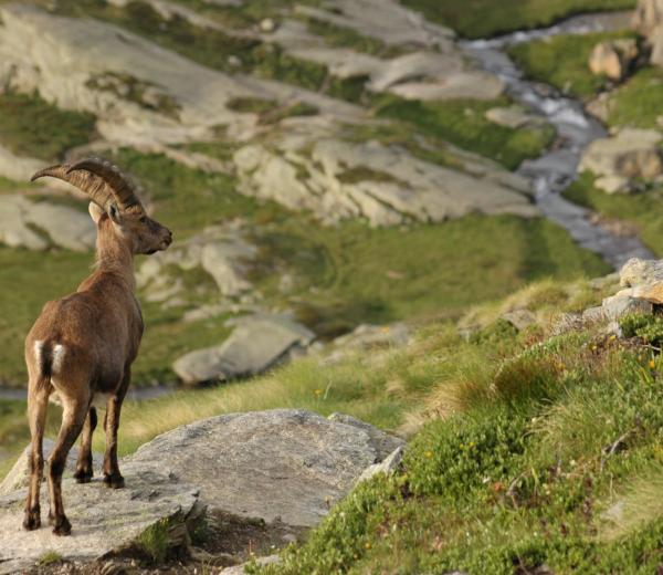 Stambecco