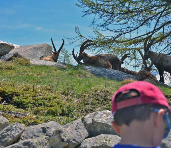  Safari alpino famiglie - escursioni con le guide di NaturAlp