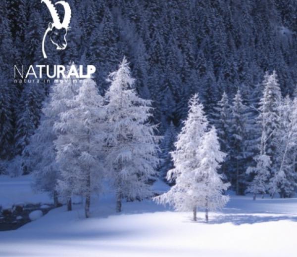 Immacolata in ciaspole