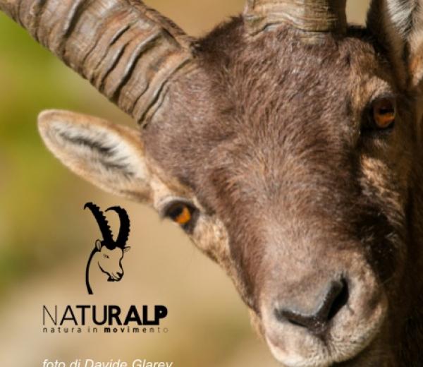 Safari alpino - stambecco