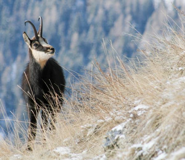 Camosci in amore con guide Trek Alps