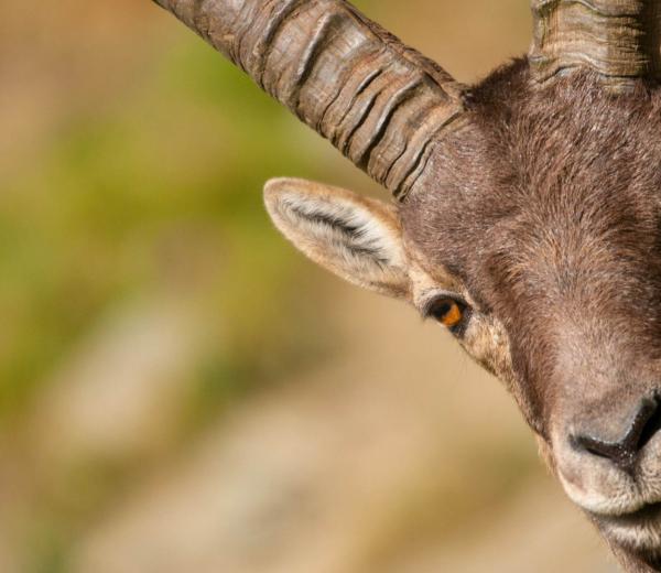 Safari alpino - escursioni con le guide di NaturAlp