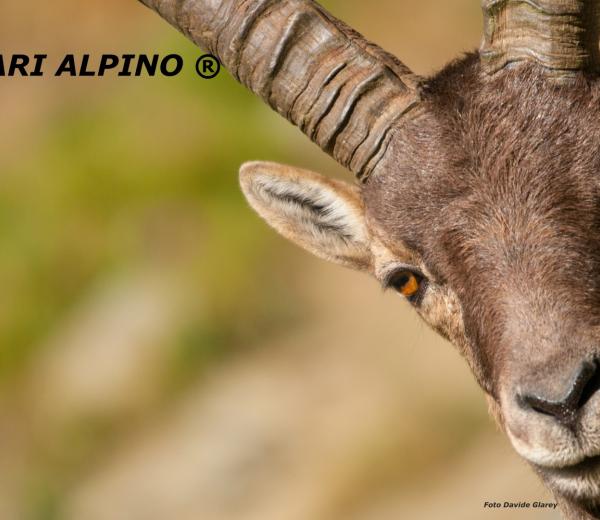 Safari alpino - primavera 2018
