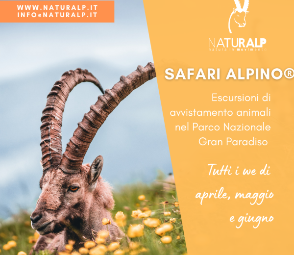 Escursioni di avvistamento animali