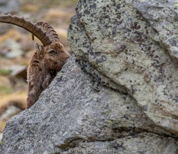 Safari alpino - escursioni avvistamento animali con le guide di NaturAlp