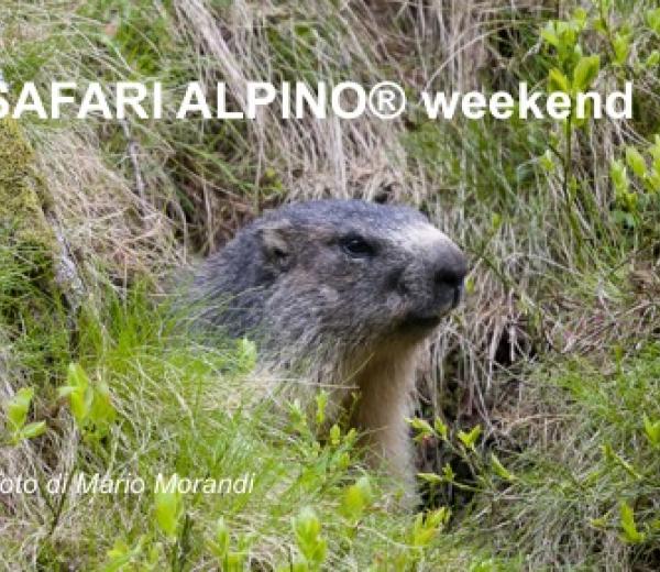 Safari alpino - escursioni estive con le guide di NaturAlp