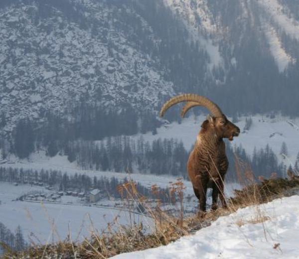 Escursioni invernali con le guide di Habitat