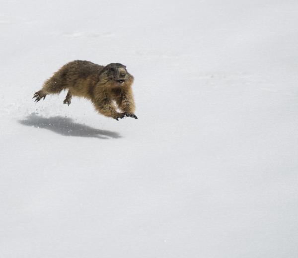 Marmotta nella neve - Annamaria Pernstich