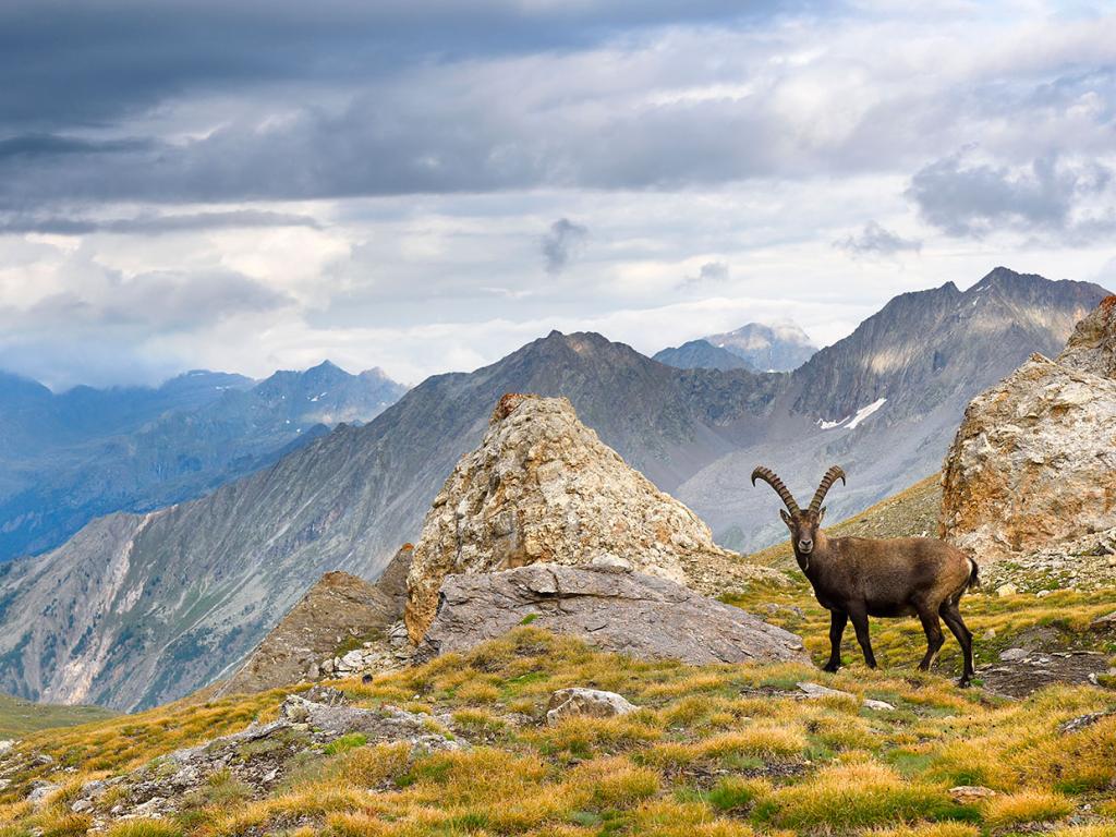 Lo stambecco alpino, animale simbolo del Parco Nazionale Gran Paradiso