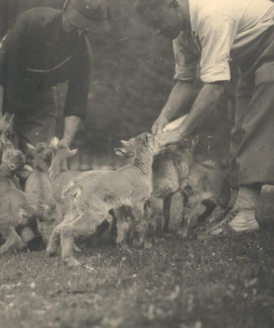 1939 guardaparco nutre stambecchi cuccioli
