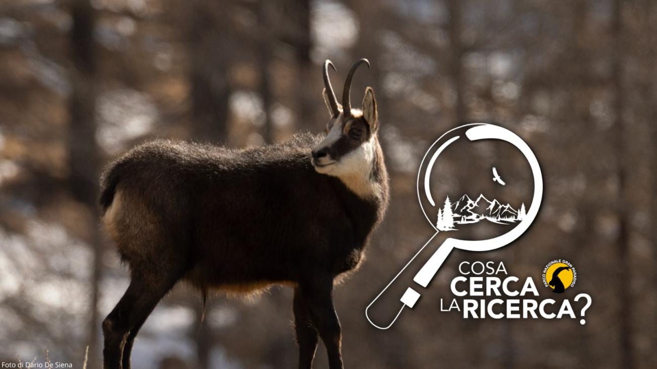 camoscio cosa cerca la ricerca