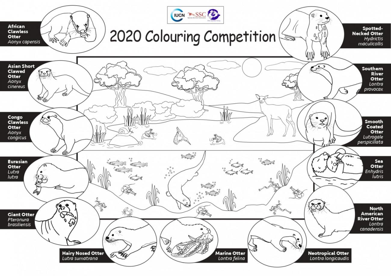 poster categoria colorazione