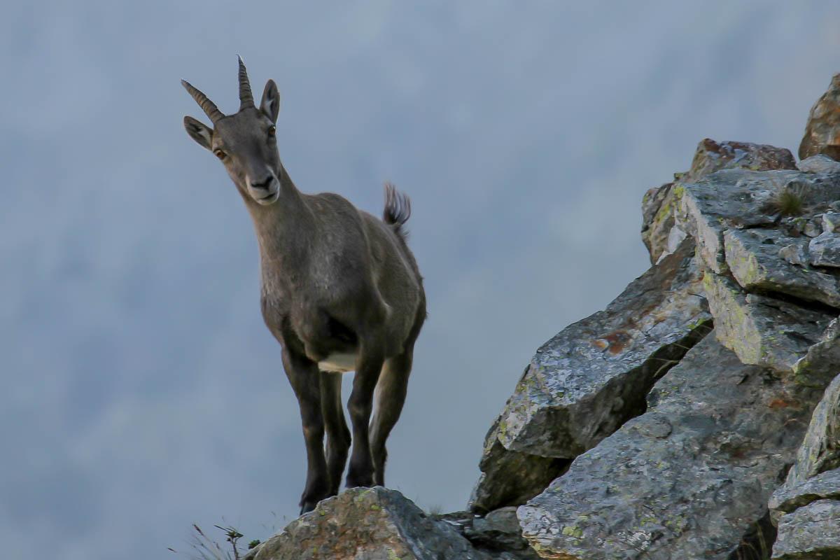 Trekking letterario nel cuore delle Alpi