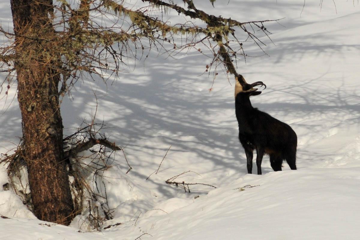 Ciaspolata in Paradiso