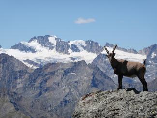 Valle di Cogne - Vista sul Gran Paradiso. Foto F. Rossetti