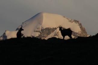 Camosci in amore con Guide Trek Alps