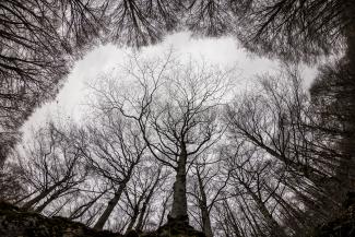 2a mondo vegetale Forca d’Acero di Paolo Pucci 