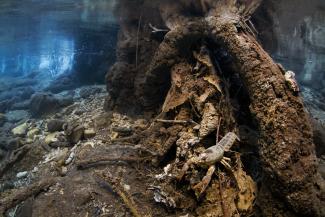 3a micromondo Nel mondo del gambero di Iacopo Nerozzi